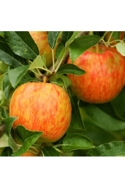 Яблуня Хані Крісп зимова